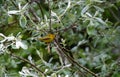 A picture of a Wilson`s Warbler perching on the branch.